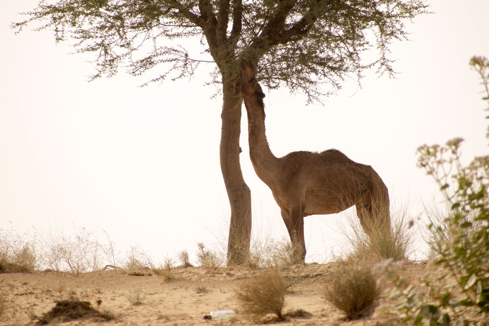 a camel eats from a nearby tree