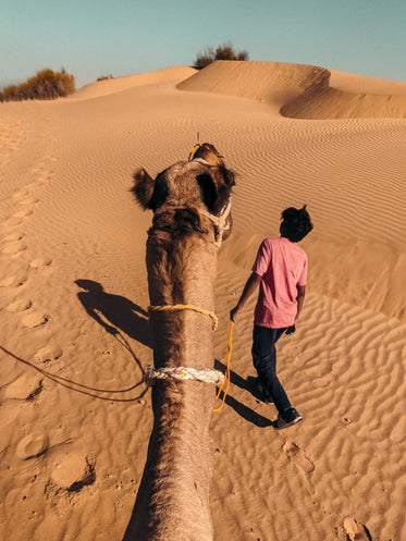 a camel is lead by yellow lead