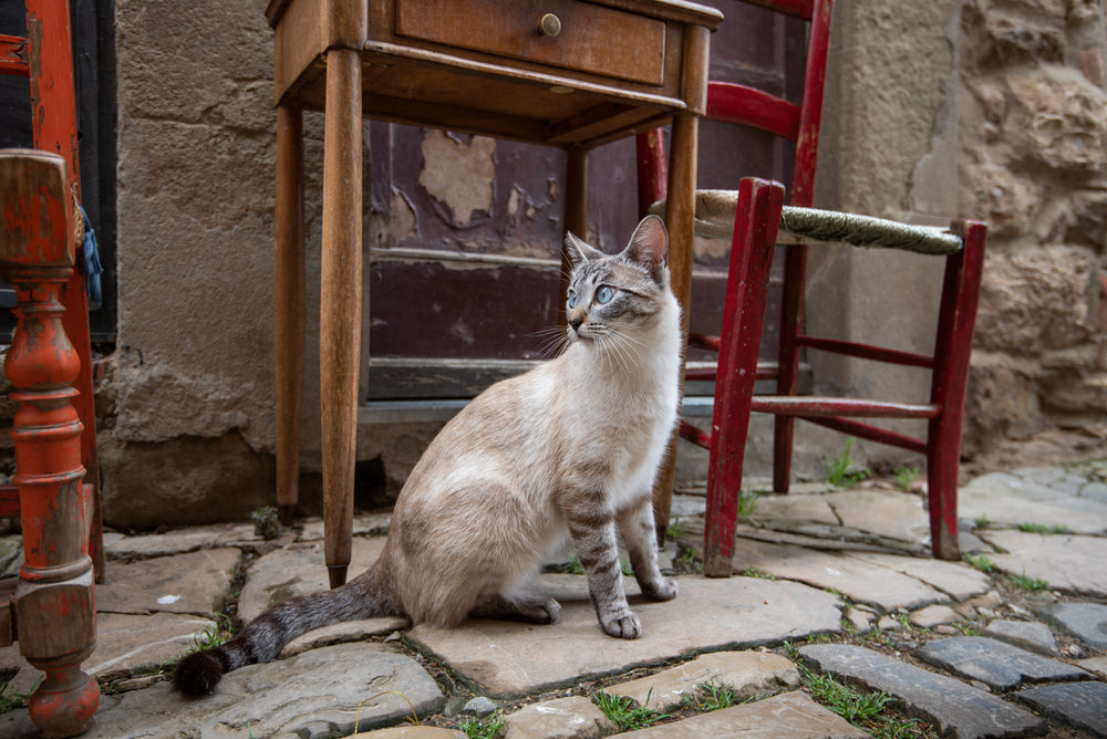 a cat chills by an outdoor table and chairs