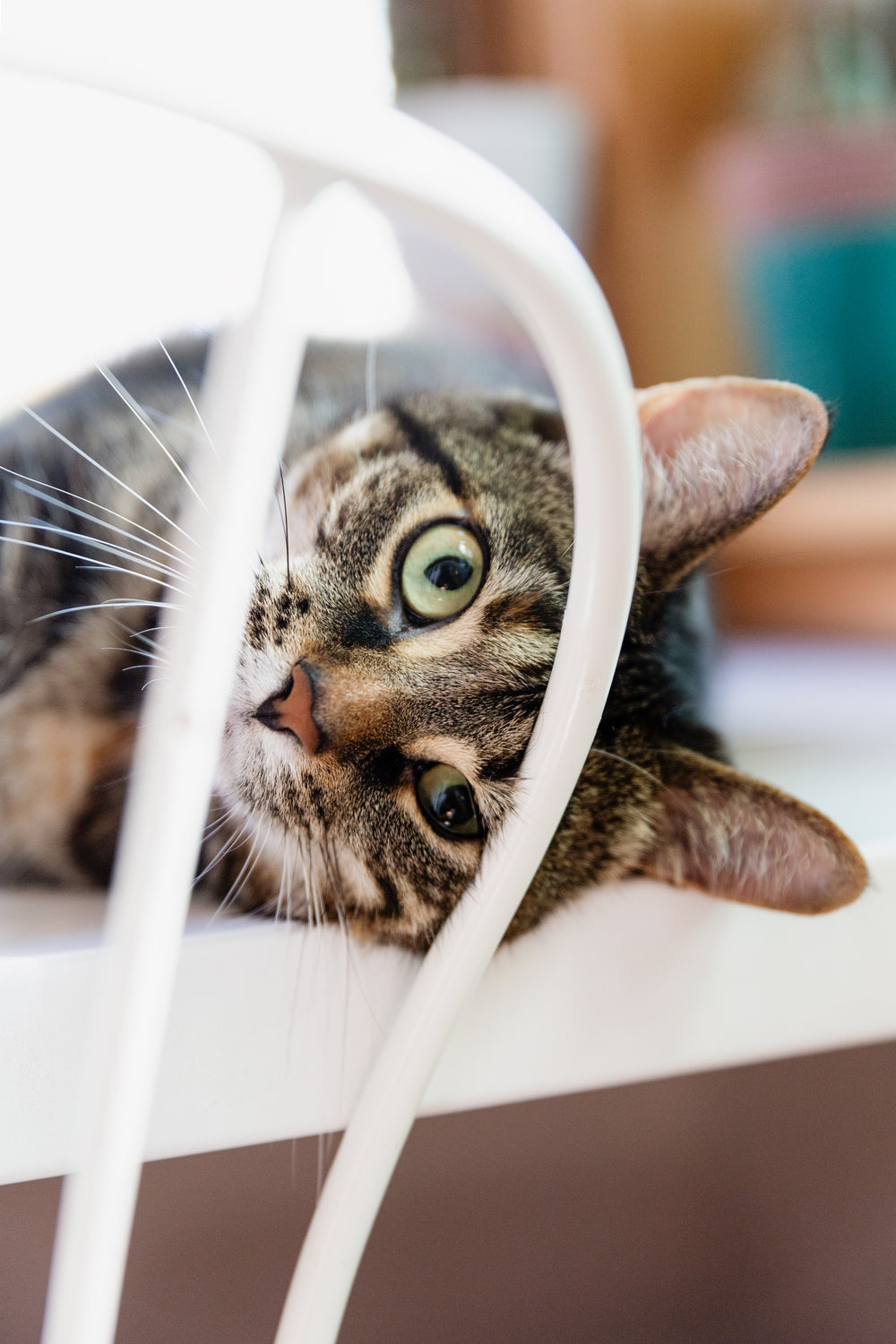 a cat looks through the back of a chair