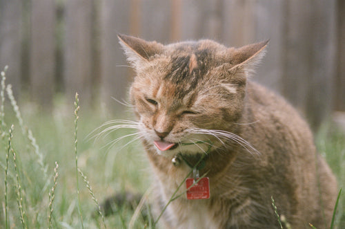 a cat nibbles on blades of grass outside