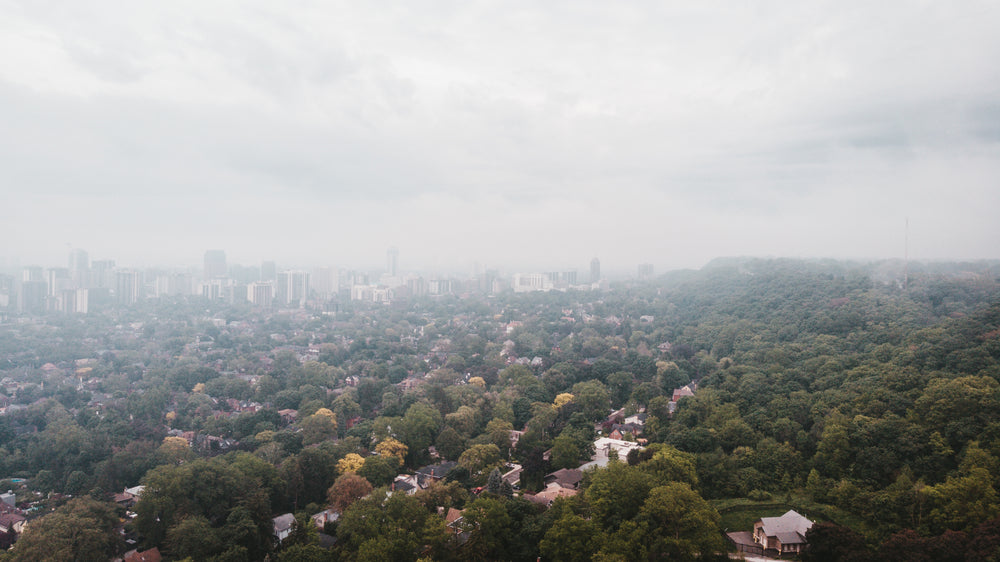 a city meets the woods