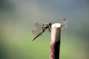 a close up of a dragonfly taking a rest