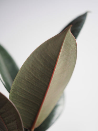 a close up of a leaf on white background