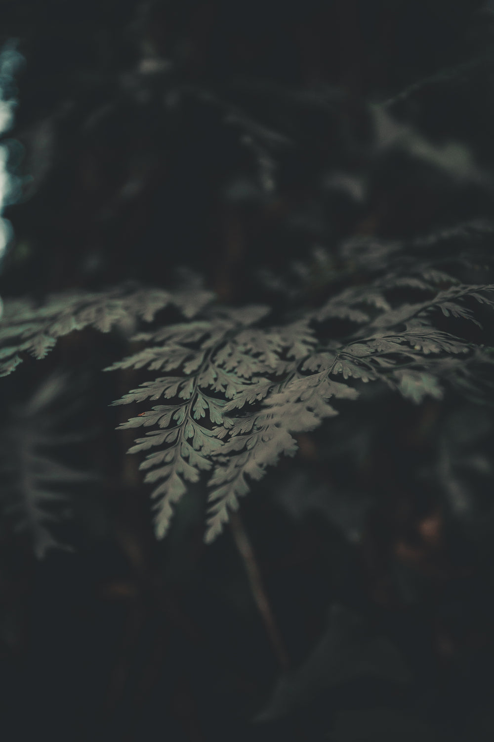 a close up of a tree branch