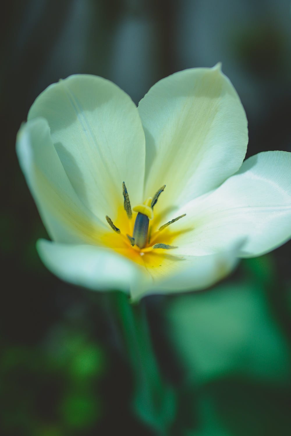 a close up of a white flower