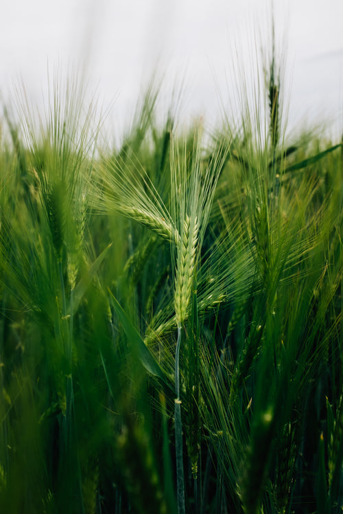 a close up of green wheat sheaf