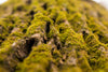a close up of moss on a tree
