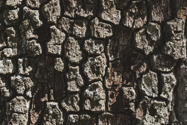 a close up of the bark on an old tree