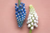 a close up of two muscari flowers