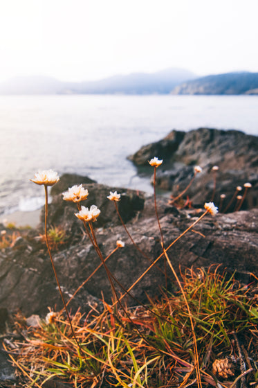a close up of white flowers on a cliffside