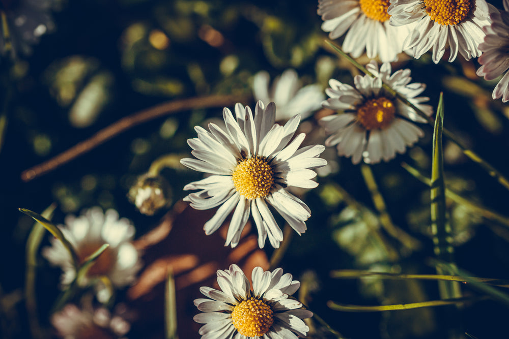 a close up of wild daisies