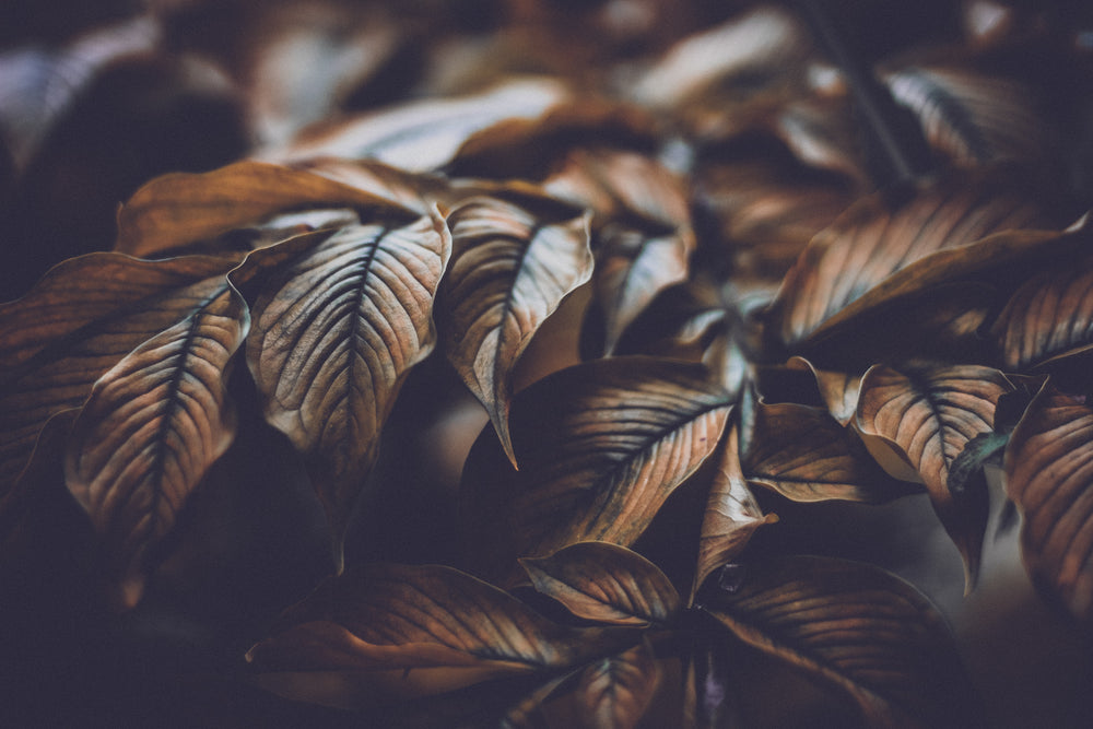 a cluster of bronzed leaves