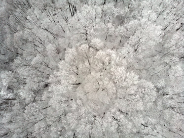 a cluster of frosty tree-tops