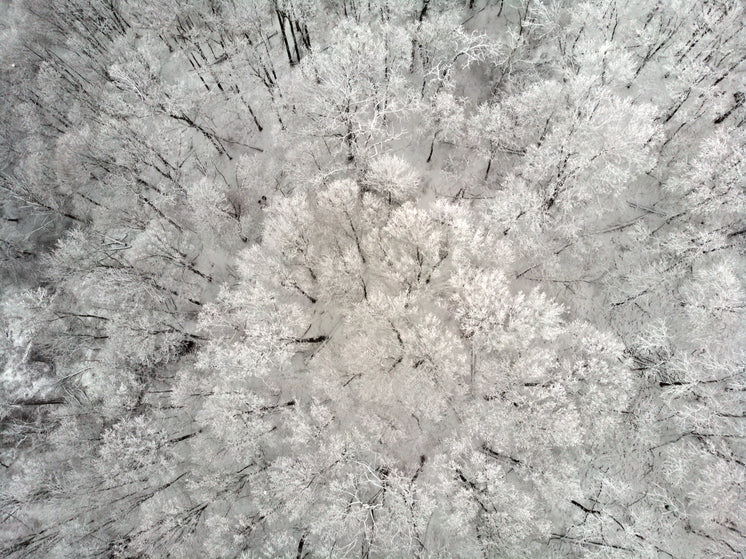 A Cluster Of Frosty Tree-Tops