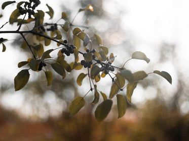 a cluster of saskatoon berries on a saskatoon tree