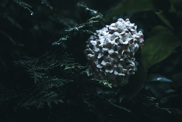 a cluster of white flowers in a bed of green