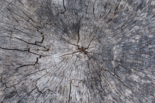 a cross section of a cracked ancient tree
