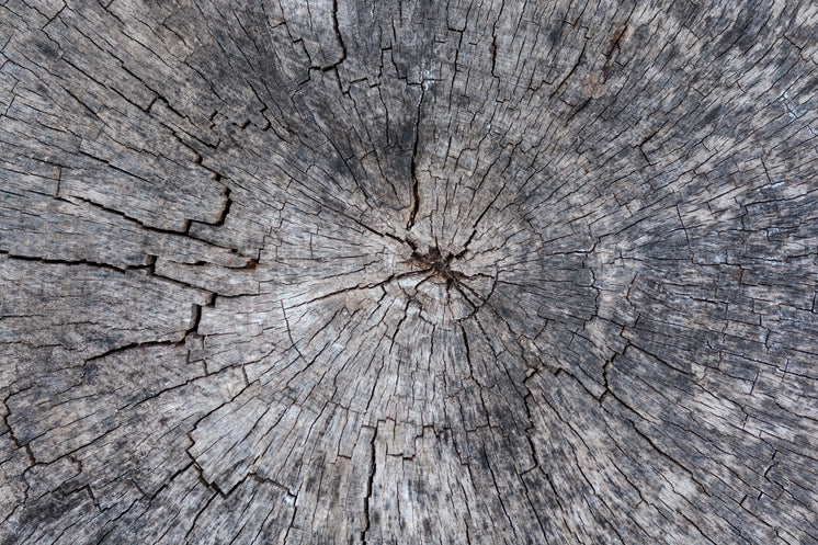 A Cross Section Of A Cracked Ancient Tree