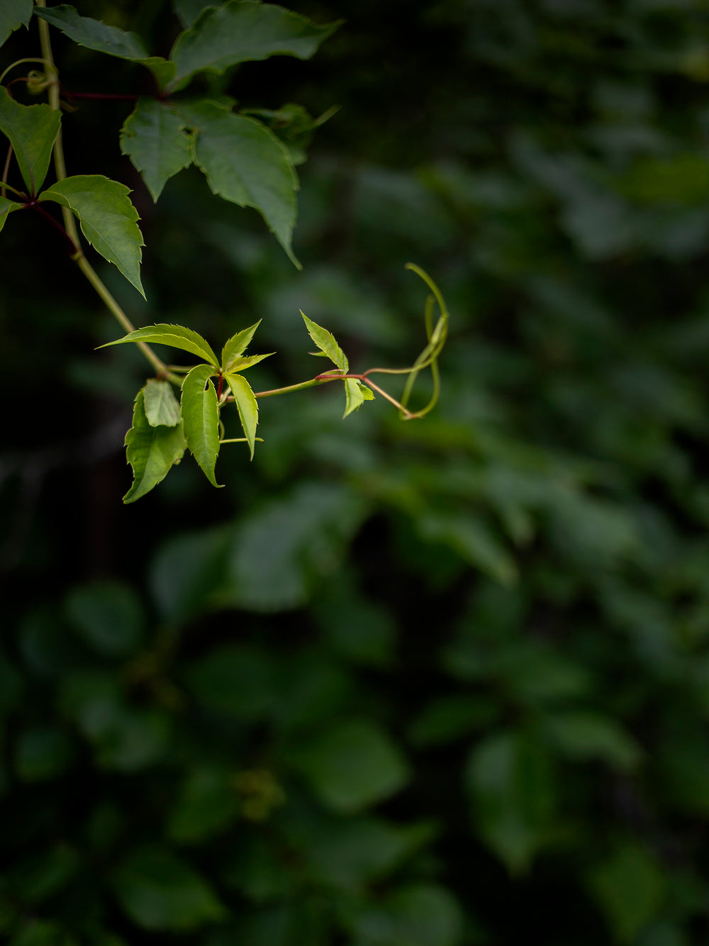 a curling twiglet of green leaves