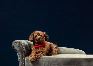 a curly brown-haired dog in a red bow tie