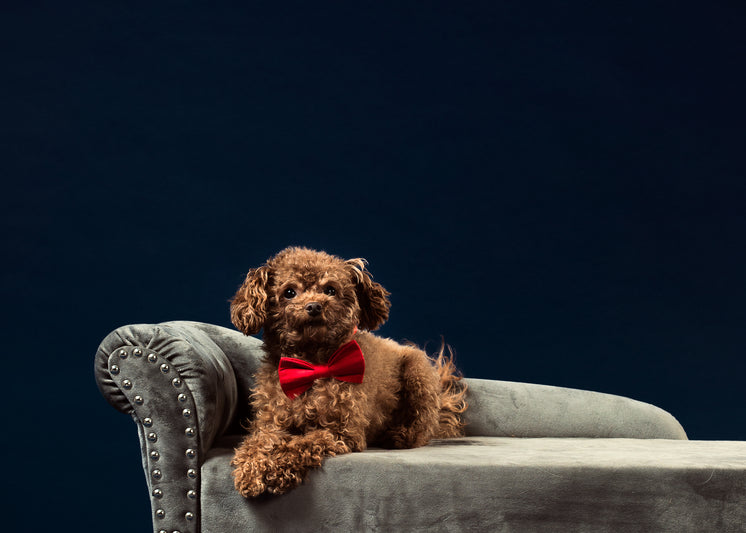a curly brown haired dog in a red bow tie
