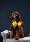 a curly furry brown-haired dog
