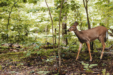 a deer in the woods