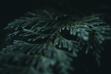 a detailed fern leaf in the dark