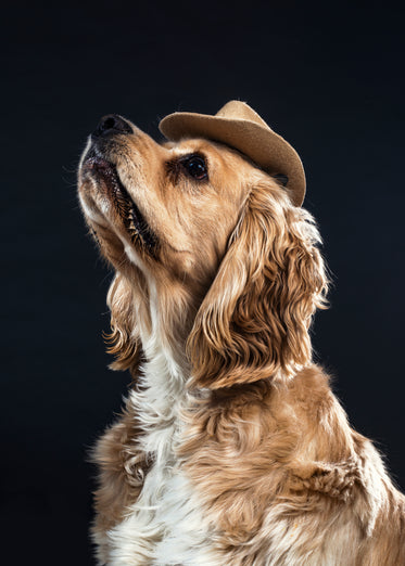 a dog in a cowboy hat