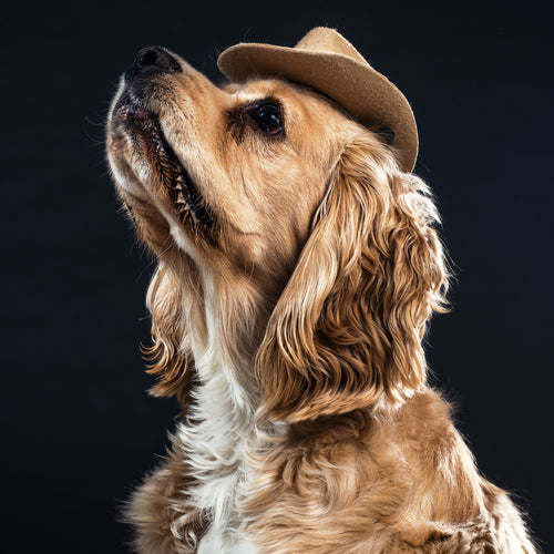 A Dog In A Cowboy Hat