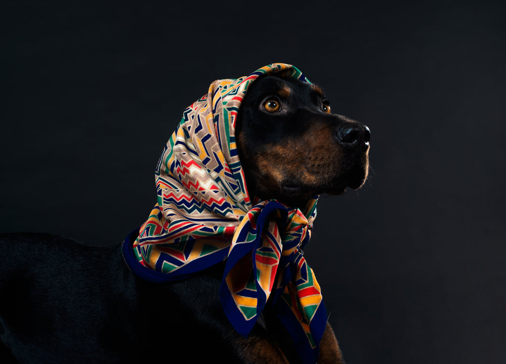 a dog looks up from under a head scarf with soft eyes
