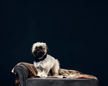 a dog that looks like chewbacca on a sofa