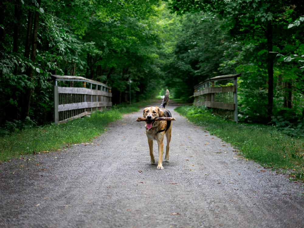 a dog with a stick in the woods