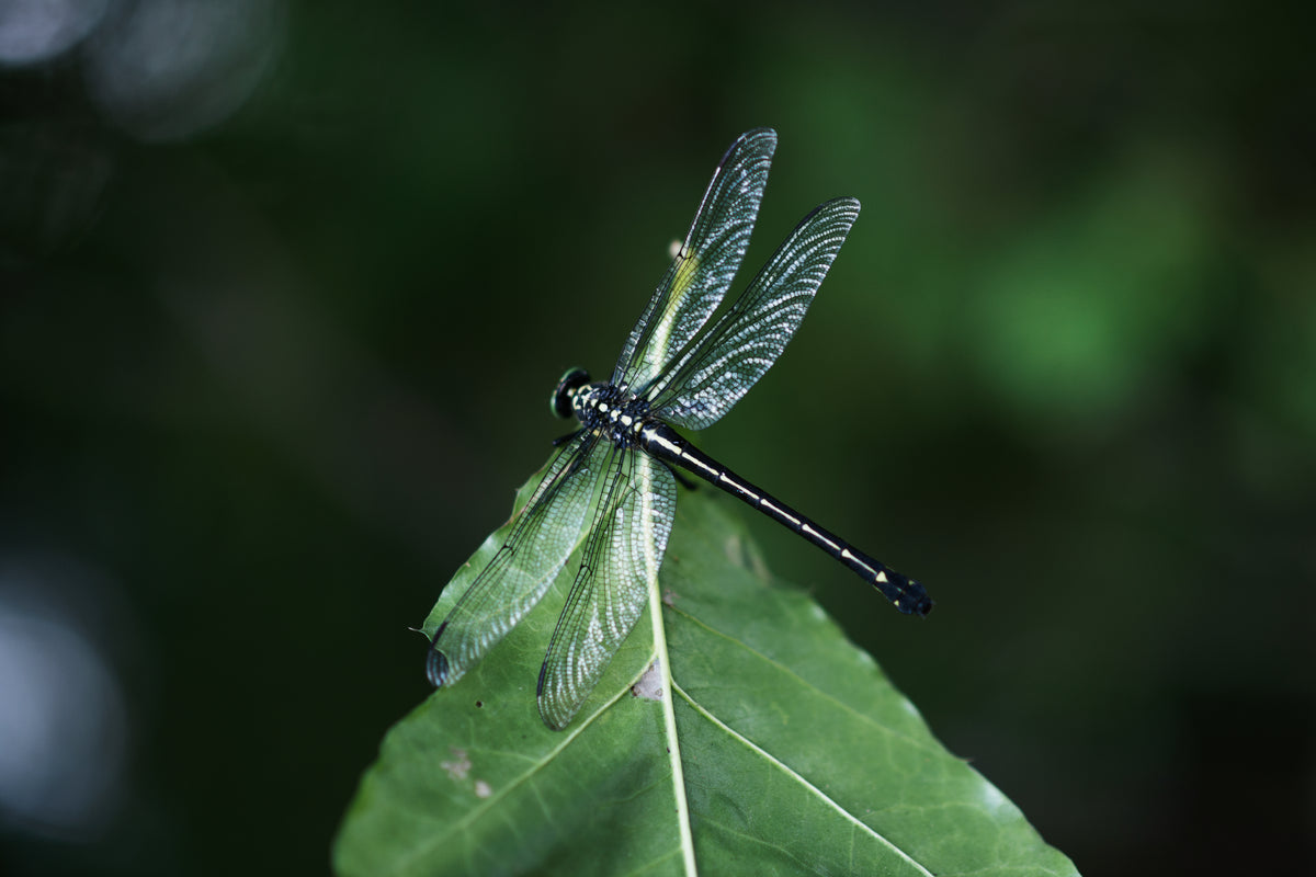 a dragonfly sits on the tip of a leaf
