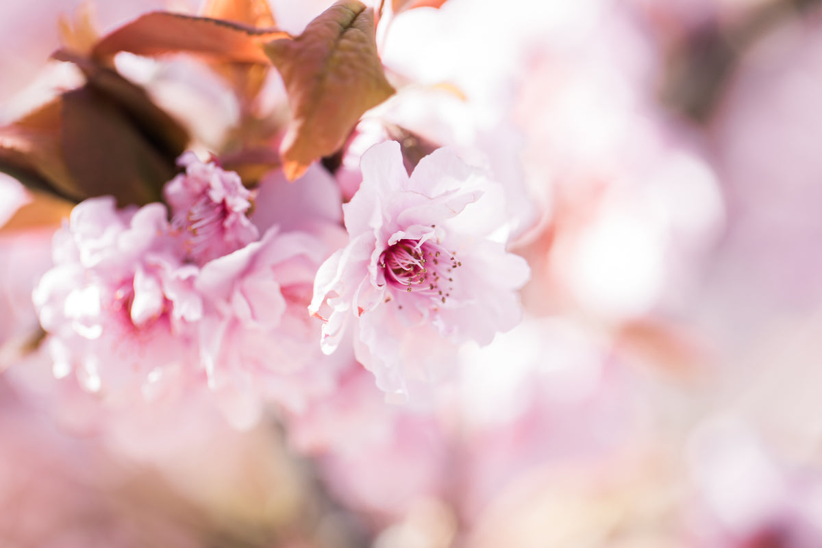 a dreamy close up of a cherry blossom