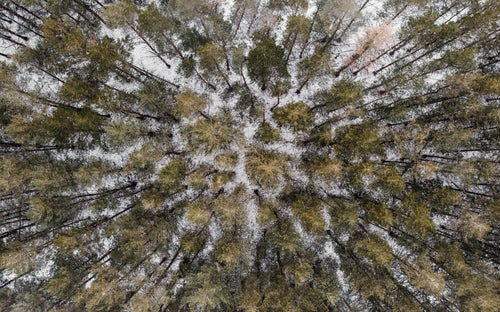a drone view from overhead of a coniferous forest in winter