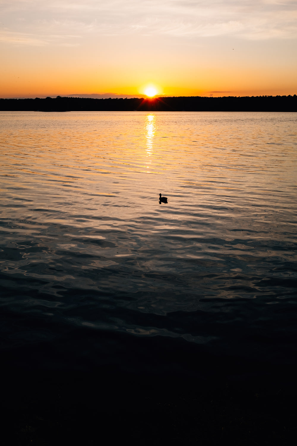 a duck takes in the setting sun on the water