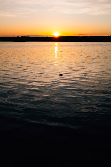 a duck takes in the setting sun on the water