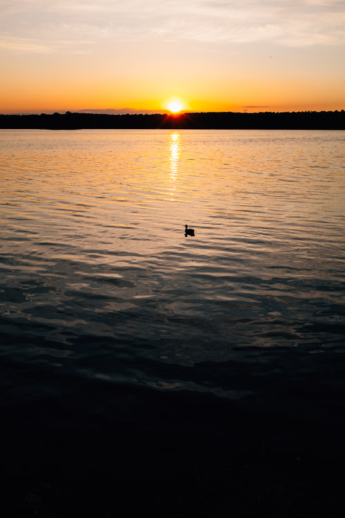 a duck takes in the setting sun on the water