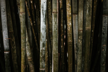 a etched cluster of bamboo stalks