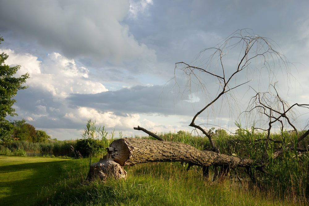 a fallen tree lays below a cloudy sky