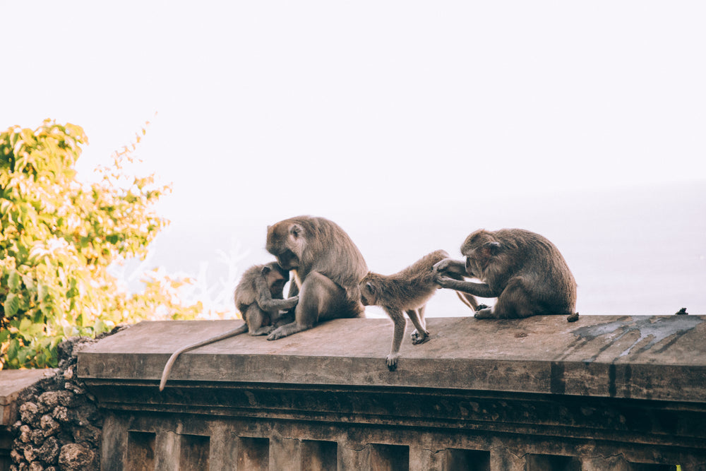 a family of monkeys tend to their beauty care