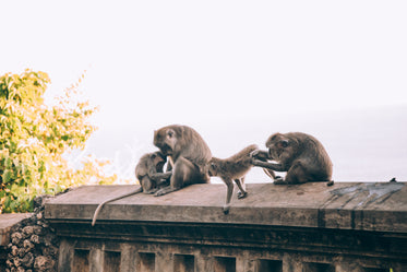 a family of monkeys tend to their beauty care