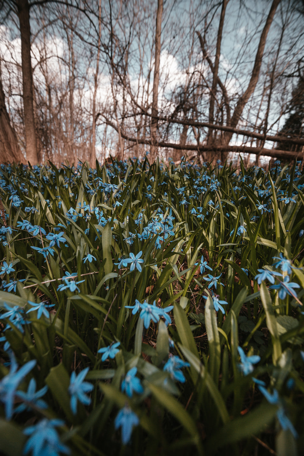 a field of bluebells in the setting sun