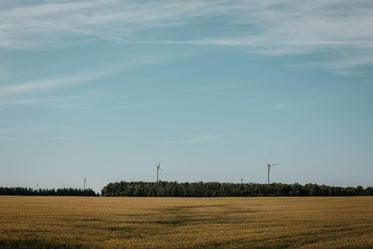 a field of fans