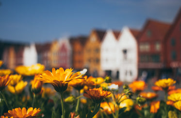 a field of flowers in front of buildings