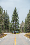 a fir tree on a centre island on a highway