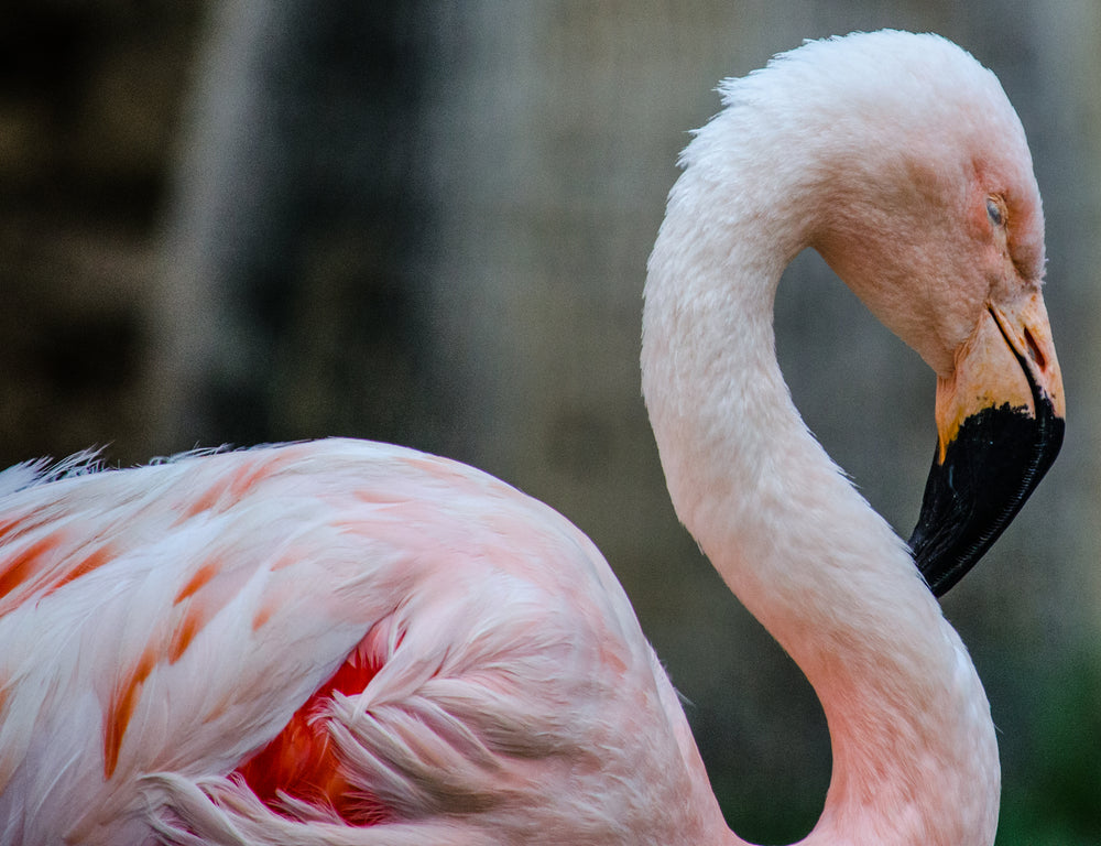 a flamingo bows its head to nap
