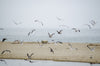 a flock of seagulls fly over a beach to the sea